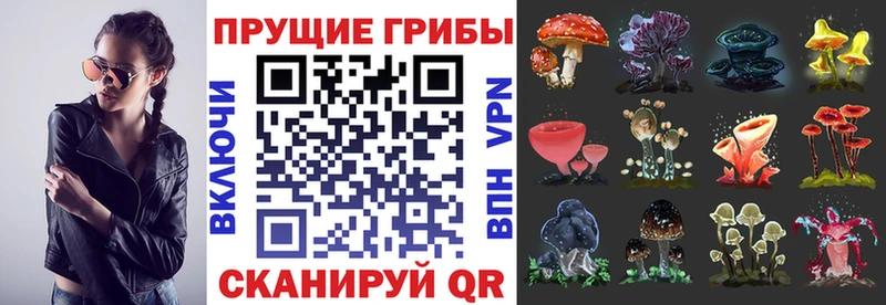 Галлюциногенные грибы Psilocybe  Купить закладки  Енисейск 